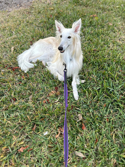 Rubber Infused Nylon Dog Leash